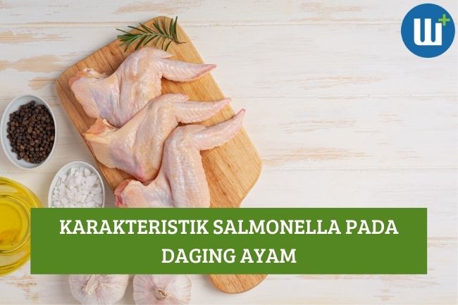 Ketahui Karakteristik Salmonella pada Daging Ayam